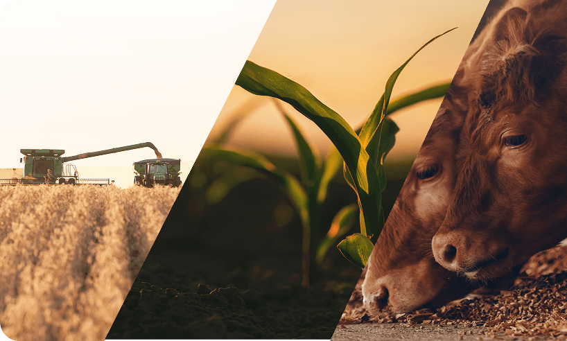 Grain cart, cattle, and crop imagery collage