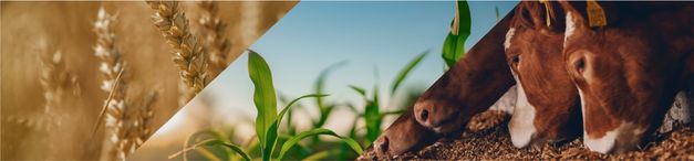 an image divided diagonally, showing a combine and grain cart harvesting,
                   a plant growing, and a cow eating