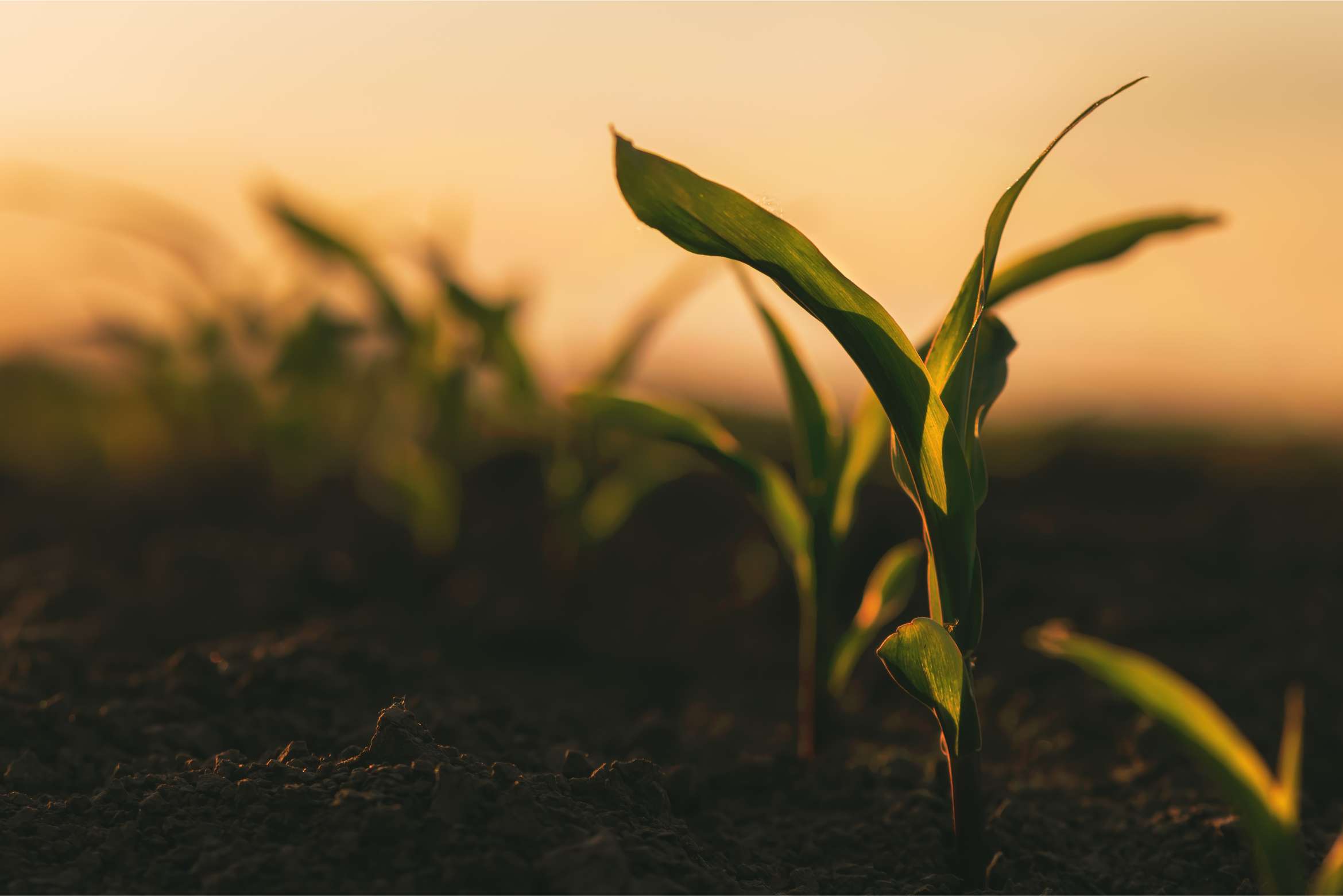 A row of plants sprouting in a field