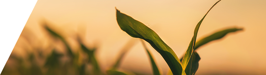 Early-stage field crop